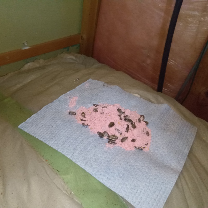 殺鼠剤を設置
