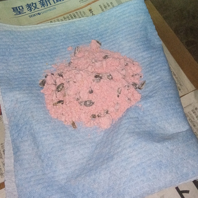 殺鼠剤を設置