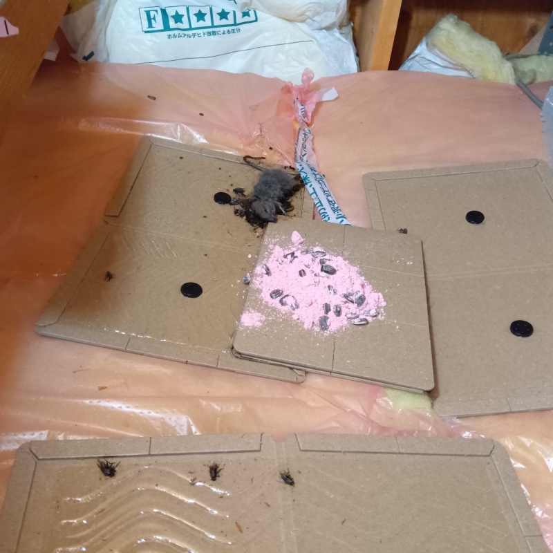 粘着シートにかかったネズミ