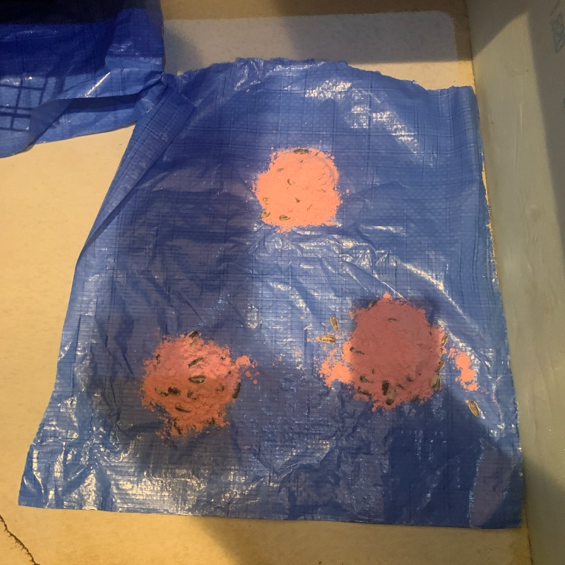 殺鼠剤を設置
