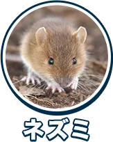 ネズミ