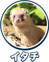 イタチ