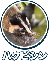 ハクビシン