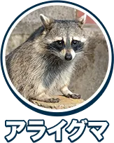 アライグマ