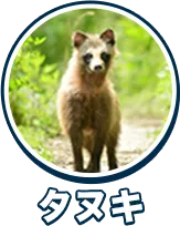 タヌキ