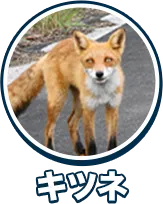 キツネ