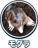 モグラ