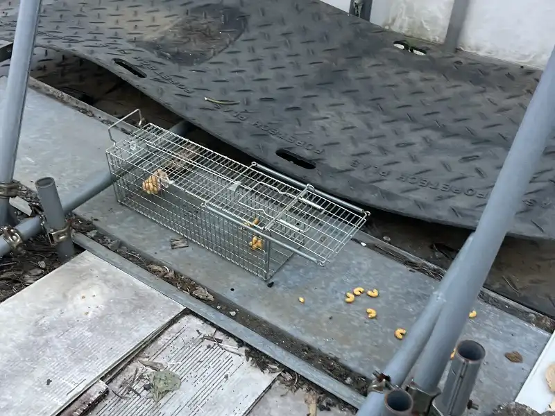 アズサポート作業風景捕獲用の箱罠