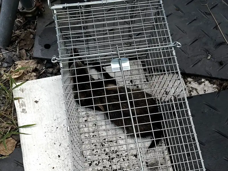 アズサポート作業風景捕獲されたハクビシン