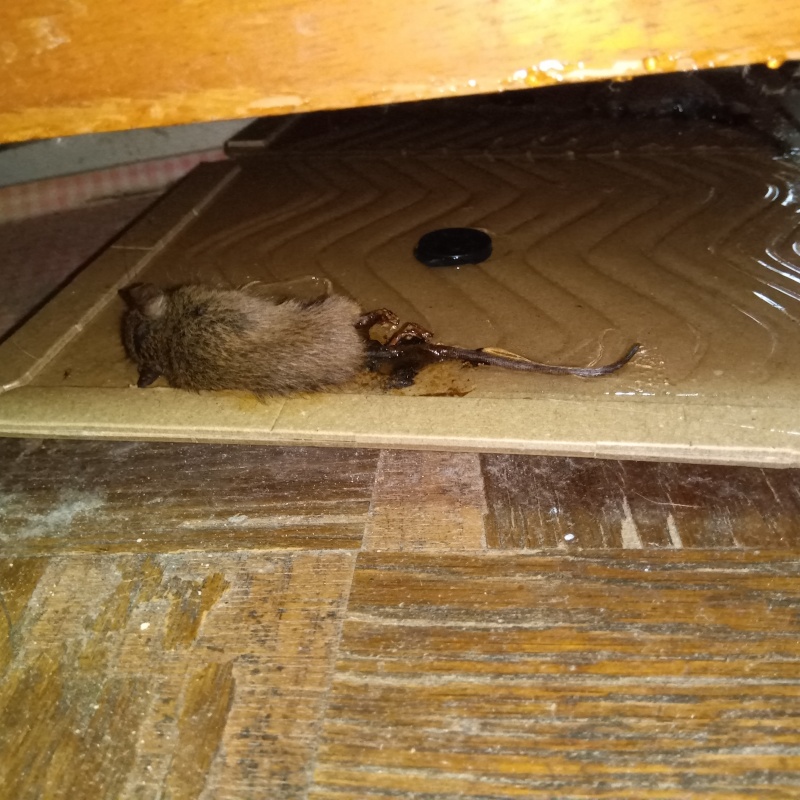 ネズミの死骸