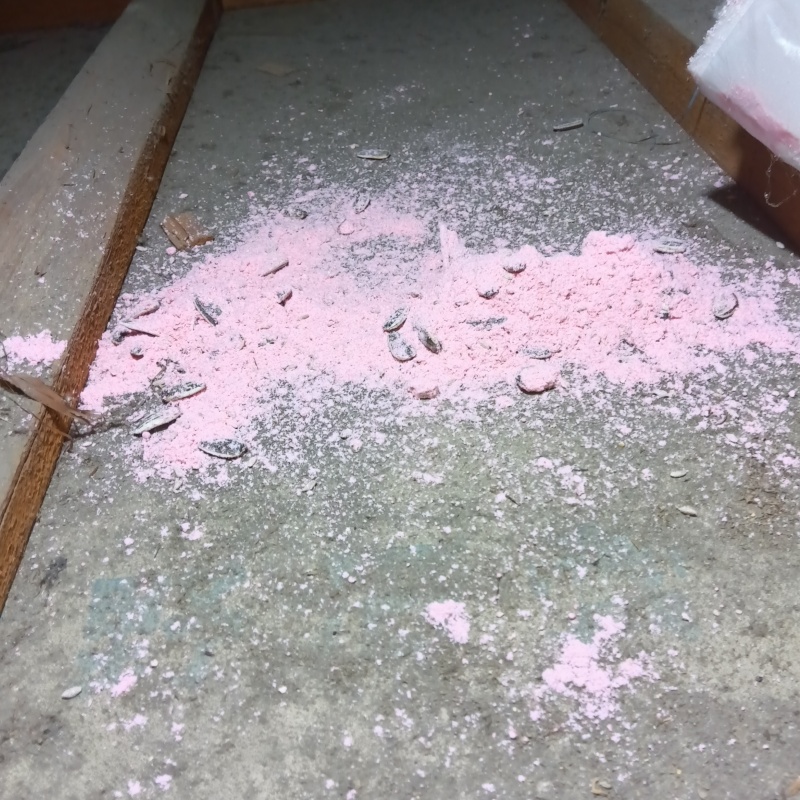 ネズミが殺鼠剤を食べたあと