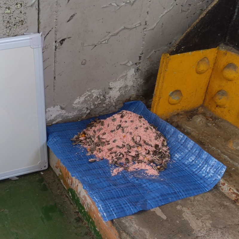 建物の外周に殺鼠剤を設置