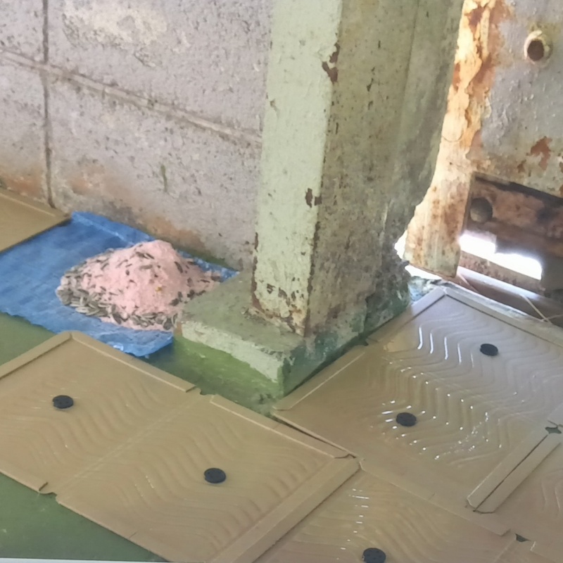 建物の外周に殺鼠剤と粘着シートを設置
