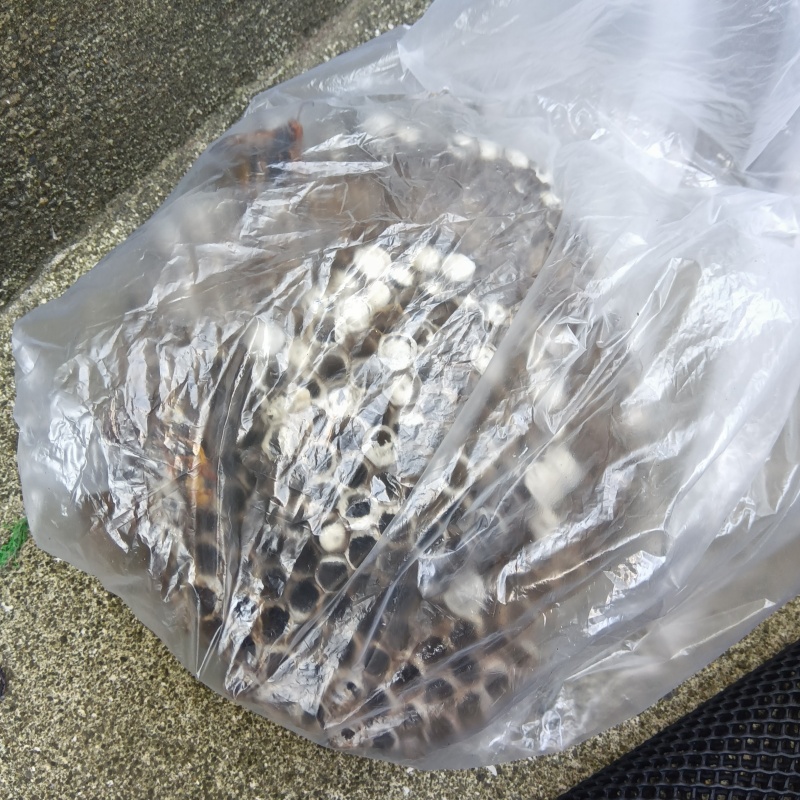 蜂の巣を駆除