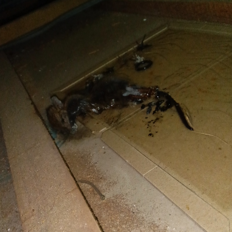 ネズミの死骸