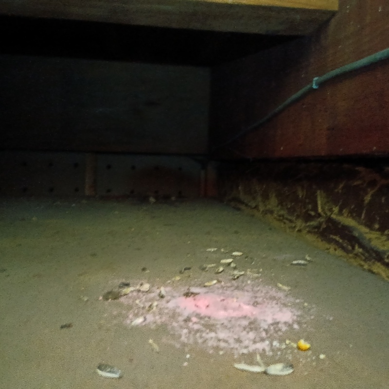 ネズミが殺鼠剤を食べたあと