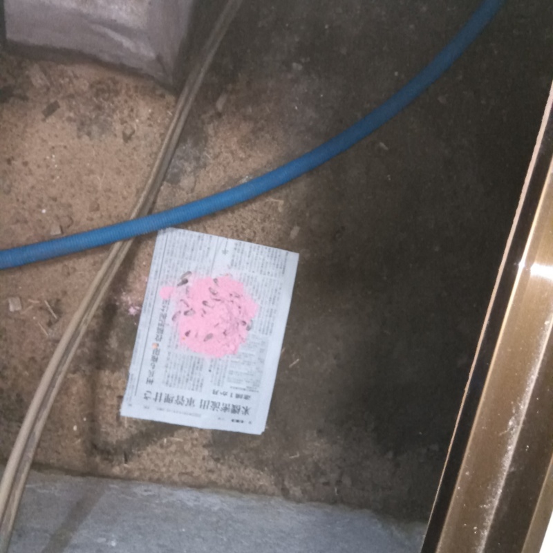 天井裏に殺鼠剤を設置