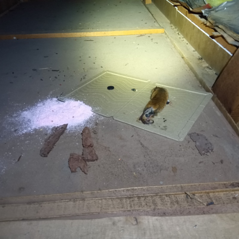 粘着シートに捕まったネズミ