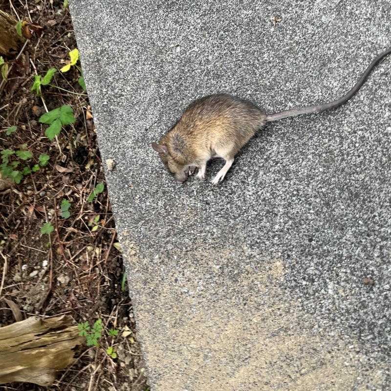 ネズミの死骸