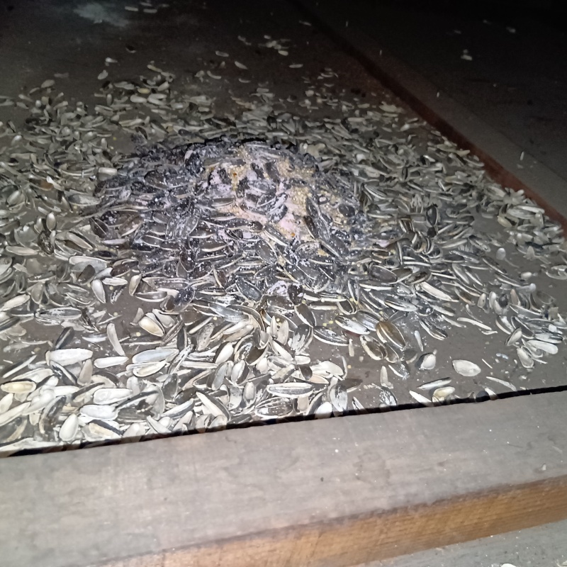 ネズミが殺鼠剤を食べたあと