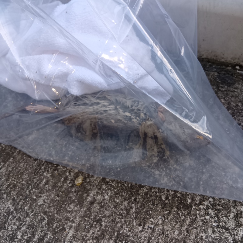 ネズミの死骸を回収した様子