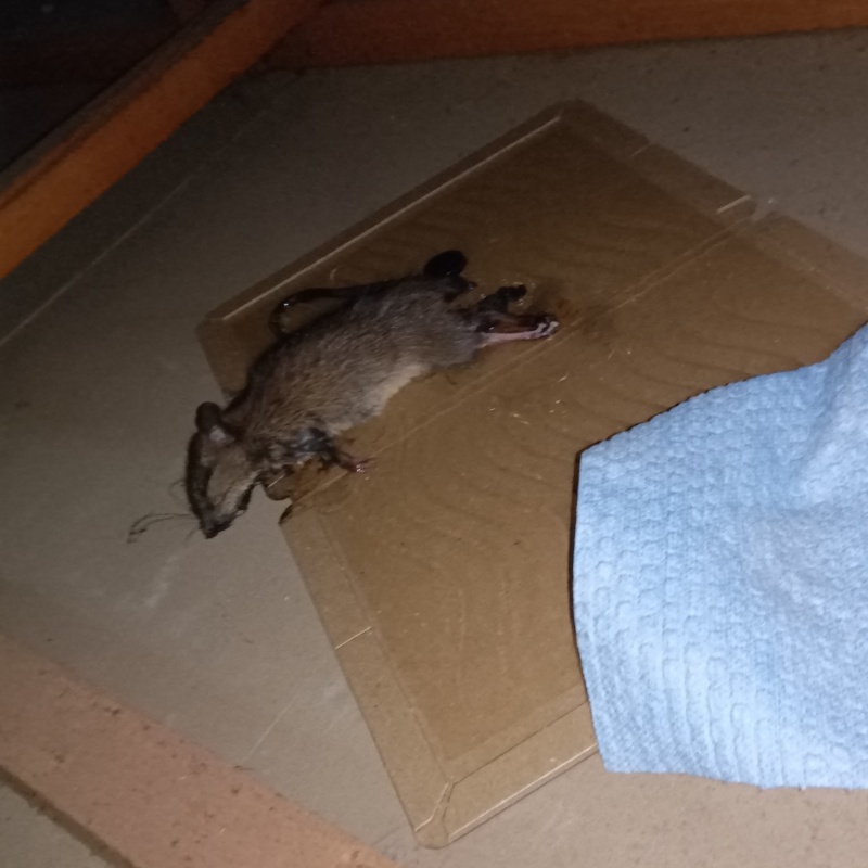 粘着シートにかかったネズミ