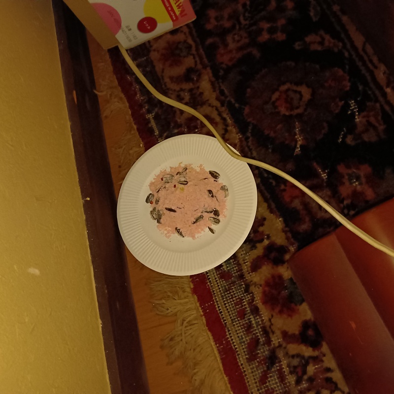殺鼠剤を設置