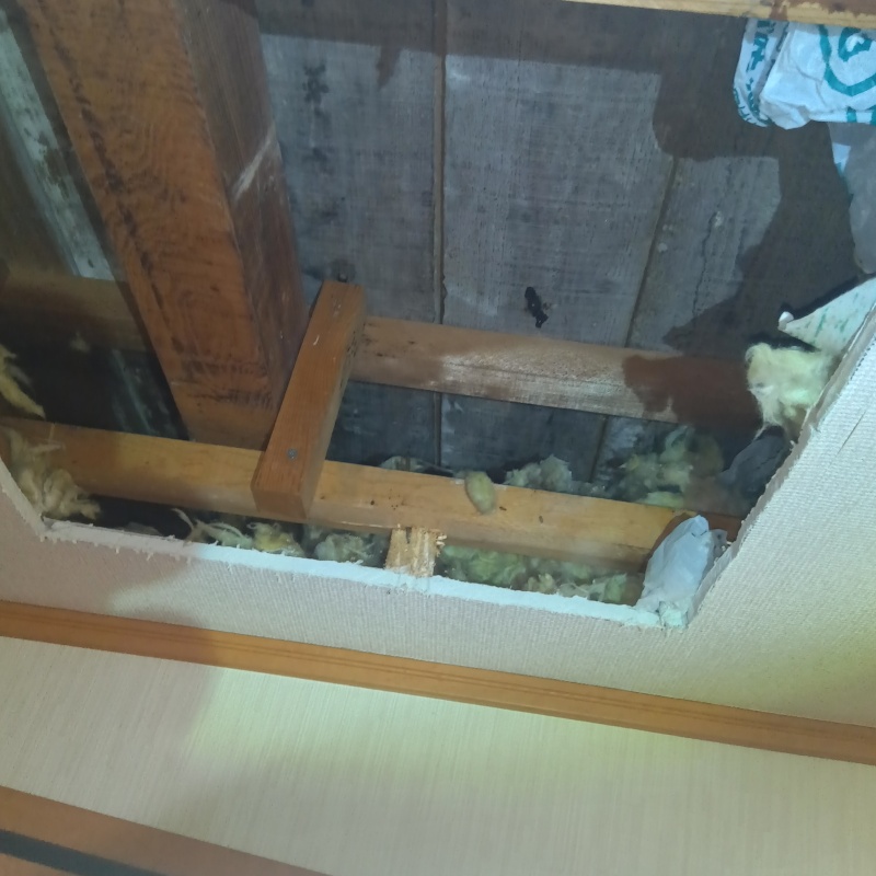 イタチ駆除の施工事例（大阪府大阪市城東区東中浜）