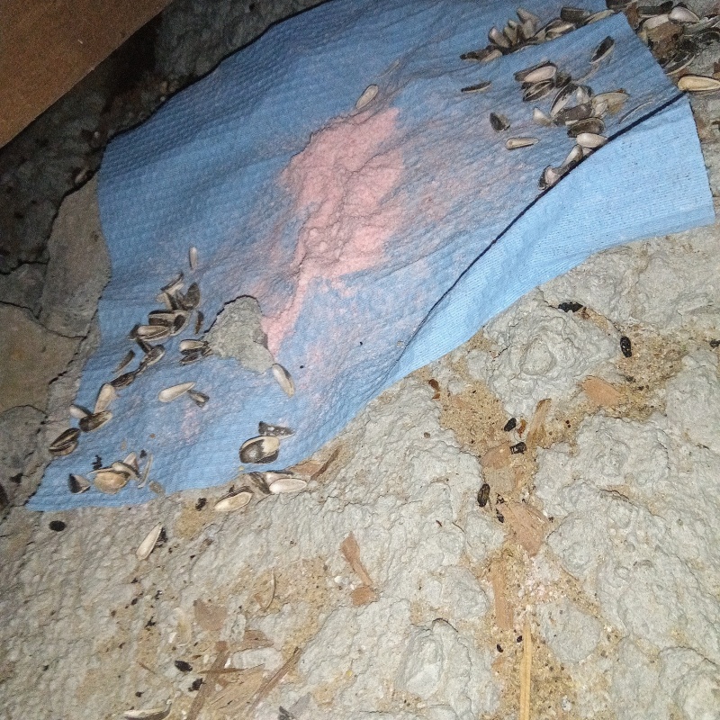 ネズミが殺鼠剤を食べたあと