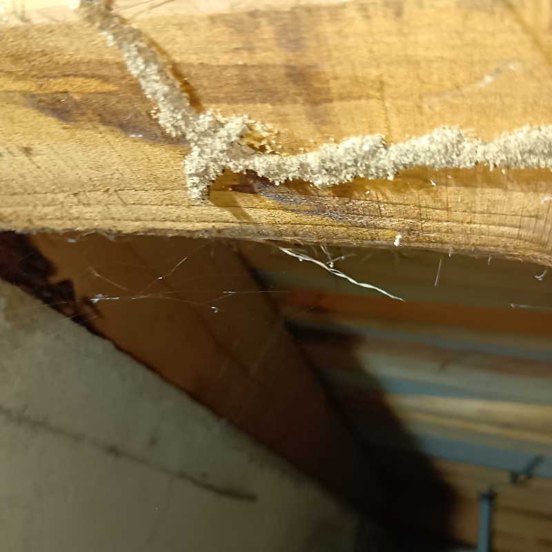 床下の柱に作られたシロアリの蟻道