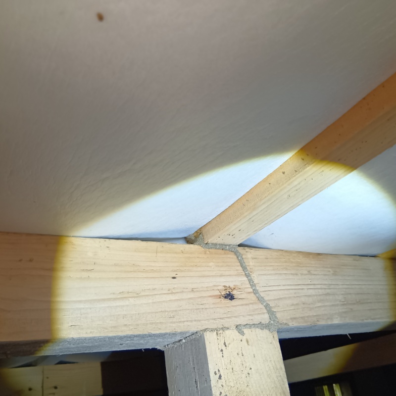 床下の柱に作られたシロアリの蟻道