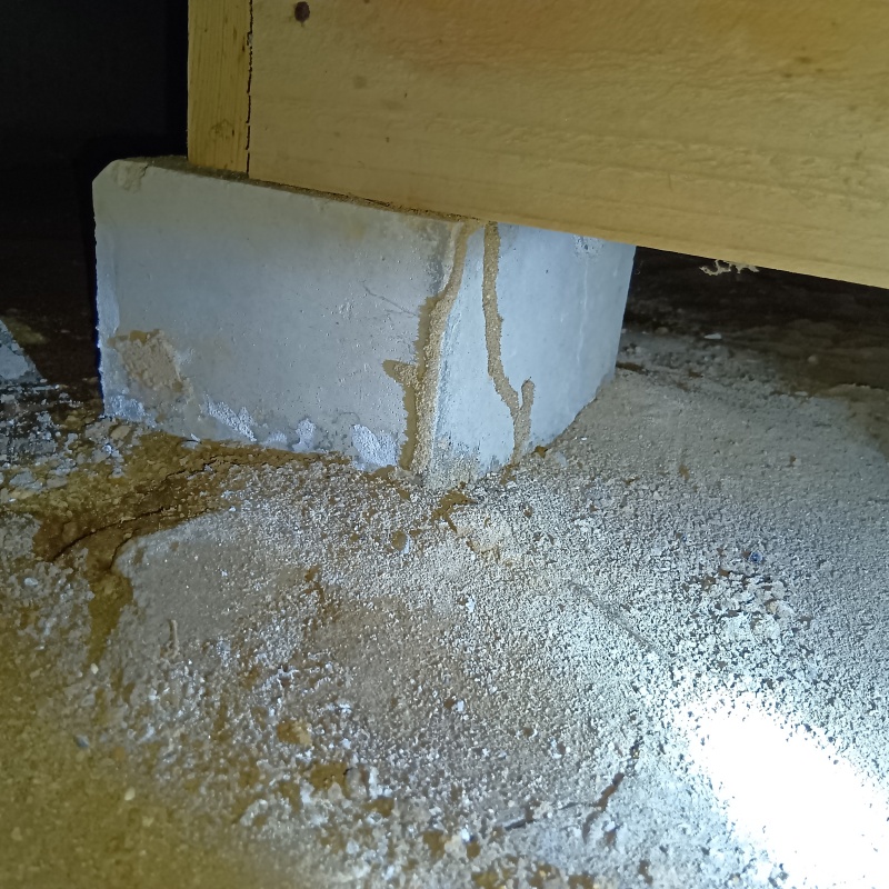 束石に作られたシロアリの蟻道