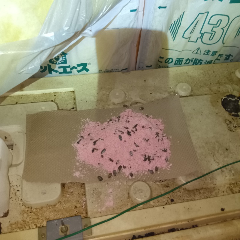 天井裏に殺鼠剤を設置