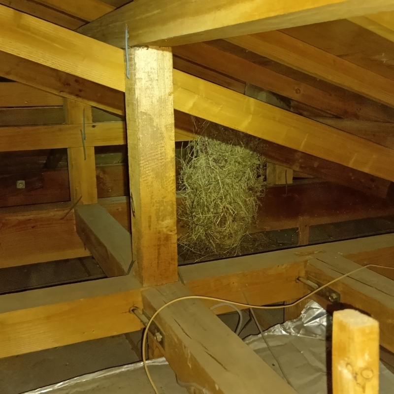 仙台市泉区加茂でハクビシン発生！戸建ての天井裏でハクビシンの巣材が見つかった事例