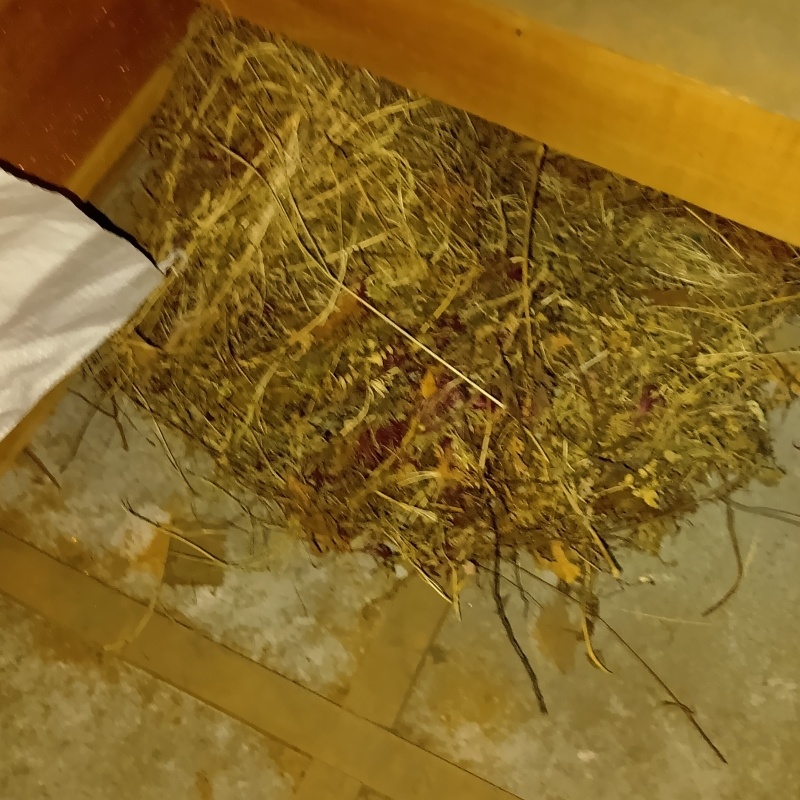 ハクビシンが持ち込んだ巣材