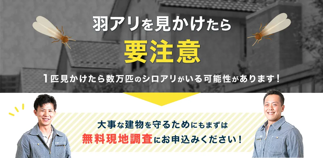 羽アリを見かけたら要注意！1匹見かけたら数万匹のシロアリがいる可能性があります！