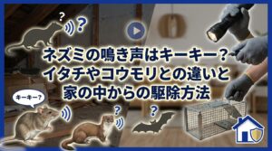 ネズミの鳴き声はキーキー？イタチやコウモリとの違いと家の中からの駆除方法