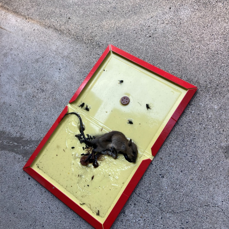 粘着シートにかかったネズミ