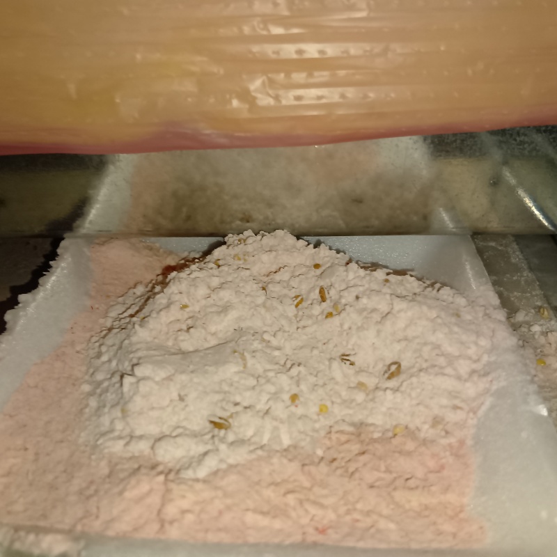 殺鼠剤を仕掛けている様子