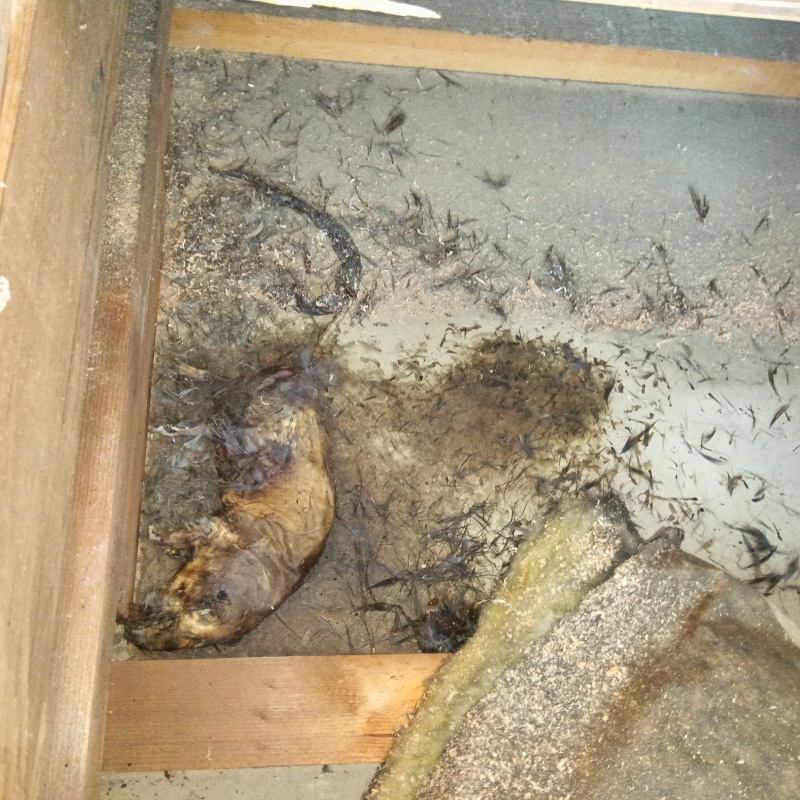 ネズミの死骸