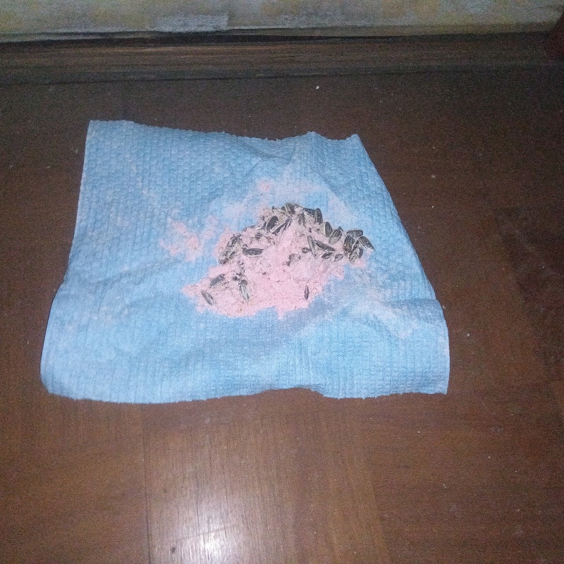 室内に殺鼠剤を設置