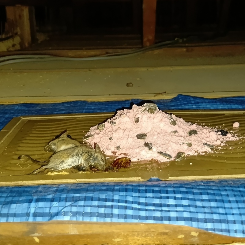 粘着シートにかかったネズミ