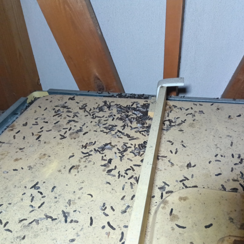 大量のフン