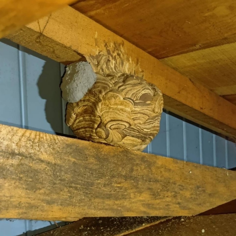 建物内に作られた蜂の巣