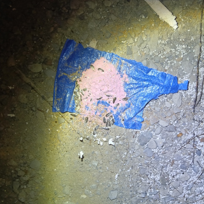 ネズミが殺鼠剤を食べたあと