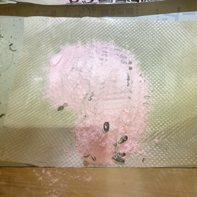 天井裏に殺鼠剤を設置