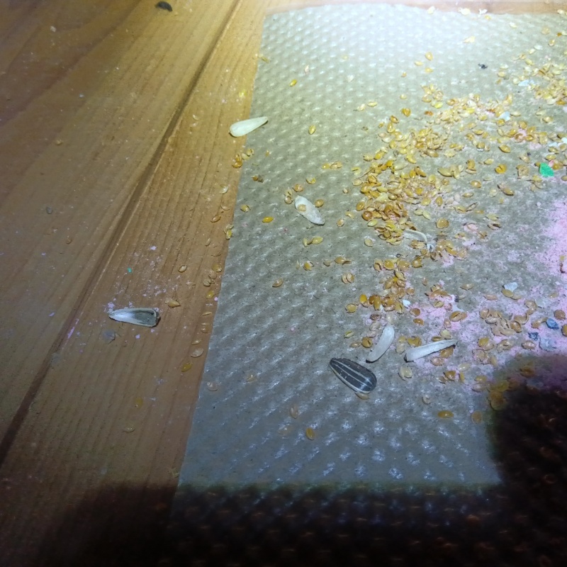 ネズミが殺鼠剤を食べたあと
