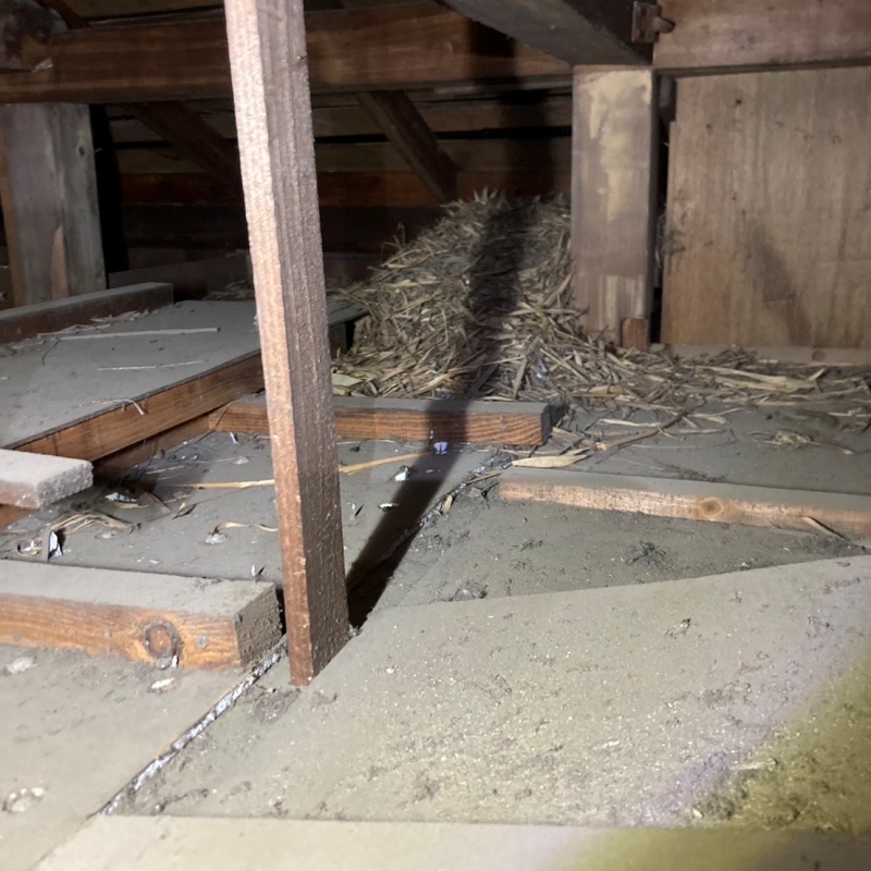 天井裏に散らばったネズミのフン