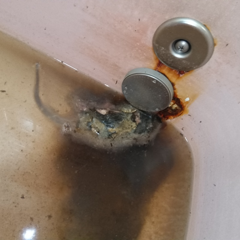 ネズミの死骸