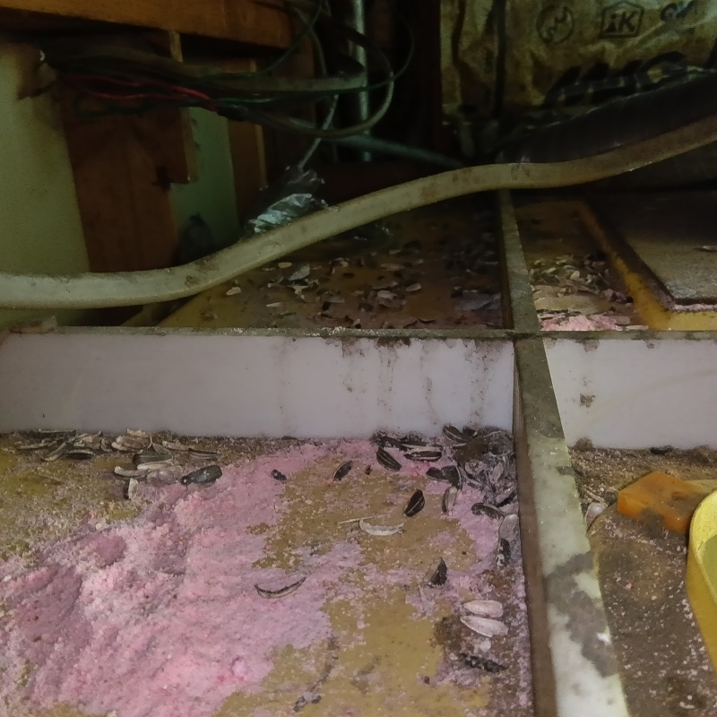 ネズミが殺鼠剤を食べたあと